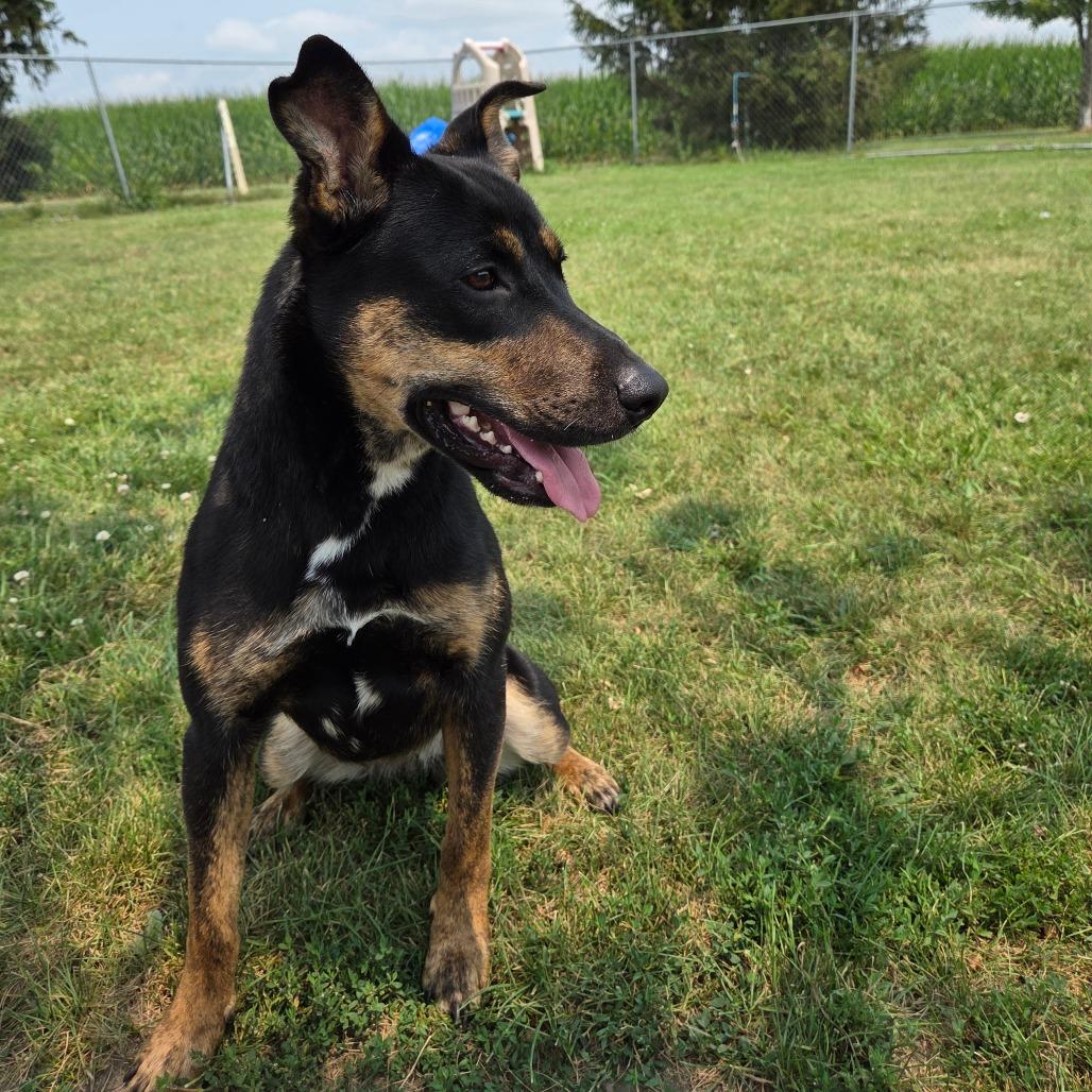 Enlarge Rowen, a Adoptable mixed breed in Pontiac, IL image 3/6