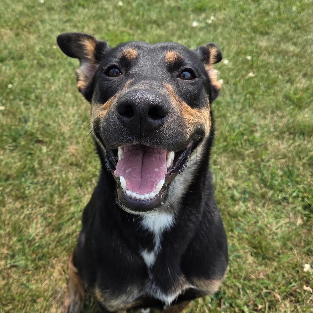 Enlarge Rowen, a Adoptable mixed breed in Pontiac, IL image 4/6