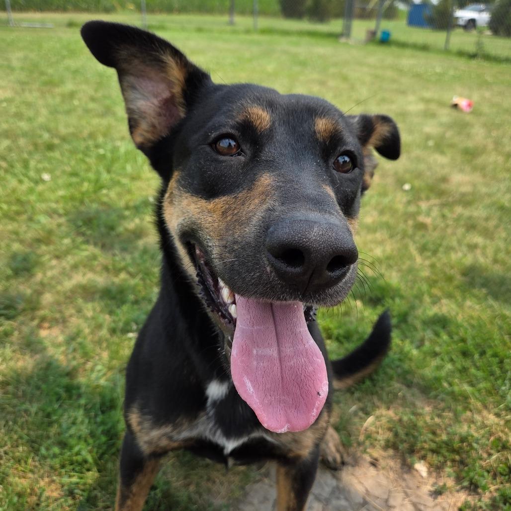 Enlarge Rowen, a Adoptable mixed breed in Pontiac, IL image 5/6