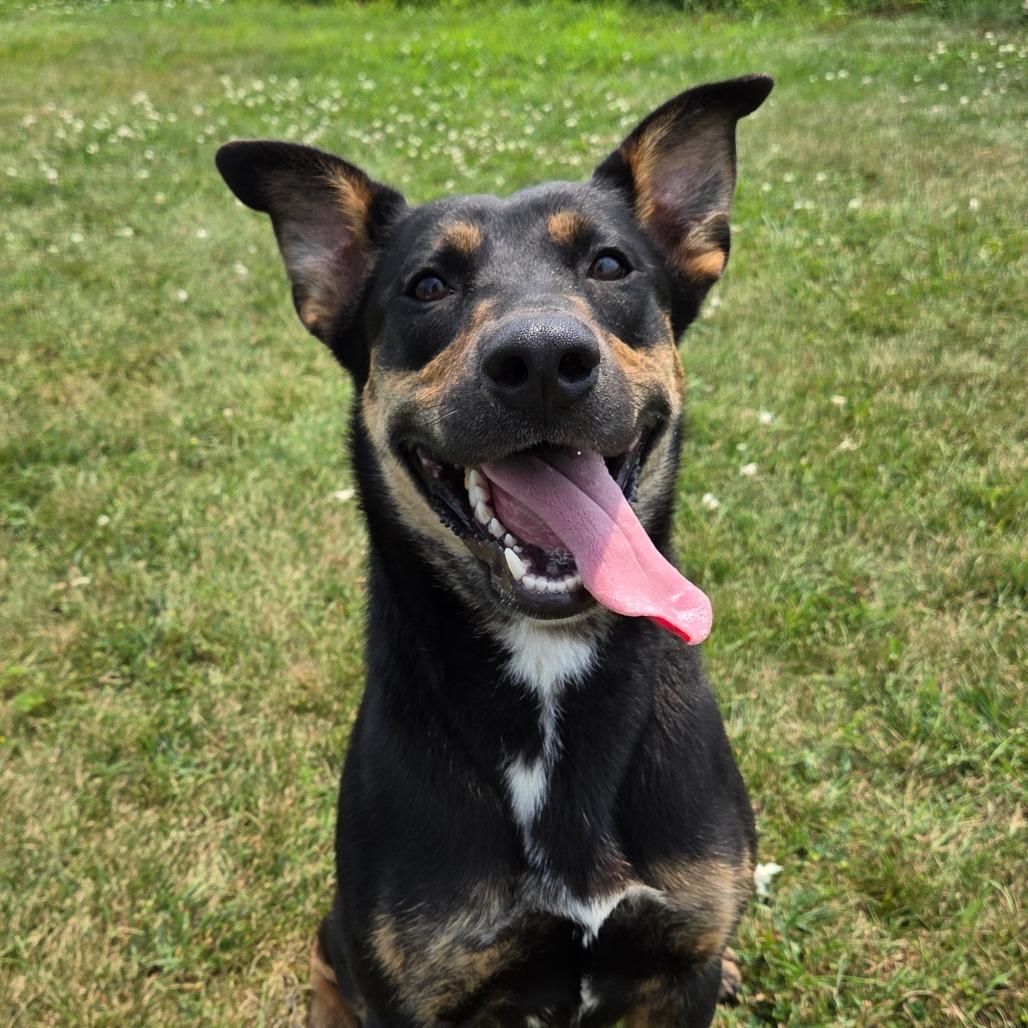 Enlarge Rowen, a Adoptable mixed breed in Pontiac, IL image 6/6
