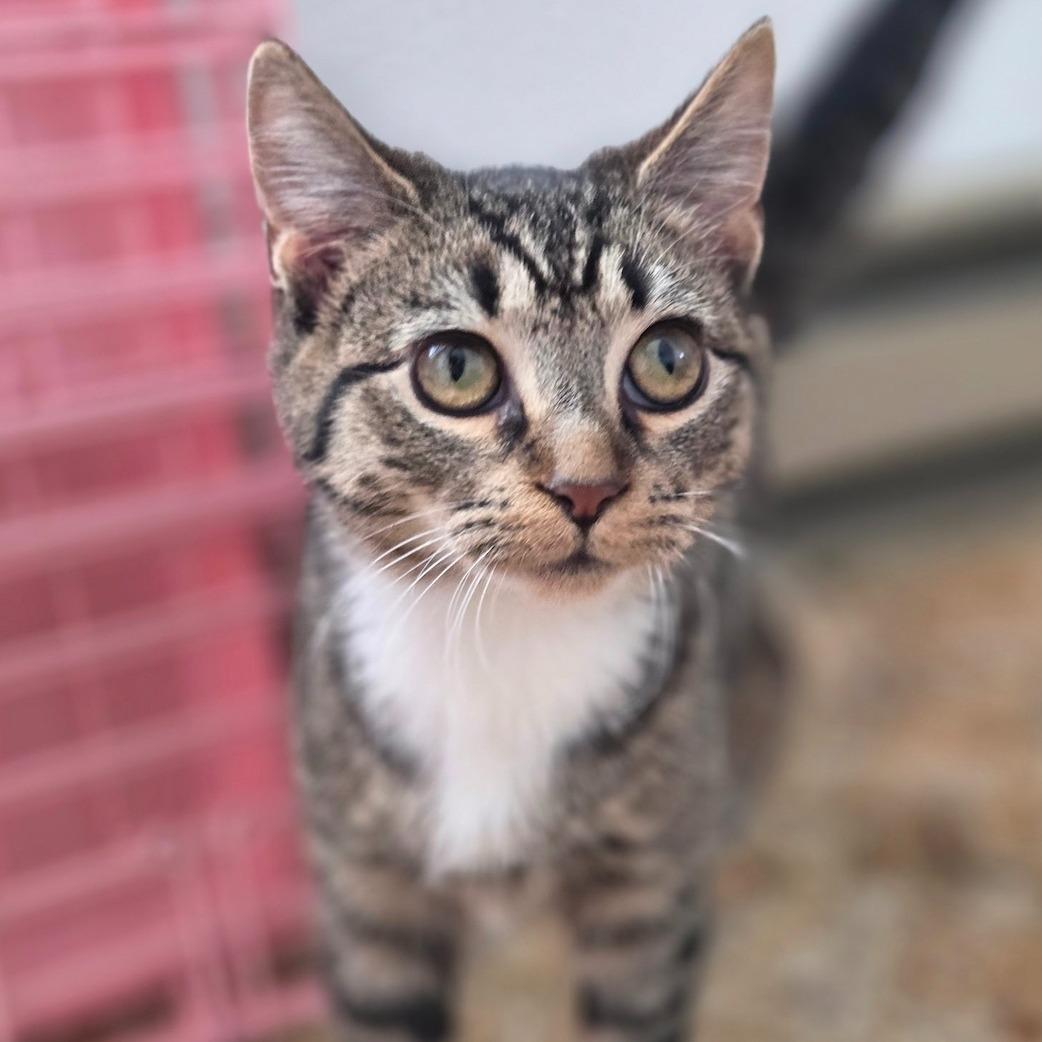 Enlarge Banks (tripod), an adopted Domestic Short Hair in Roanoke, VA image 1/1