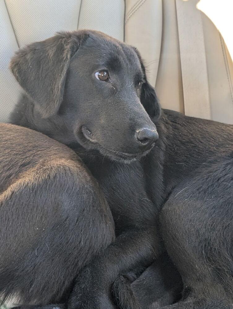 Aalto / June, a Adoptable mixed breed in Broomfield, CO image 1/6