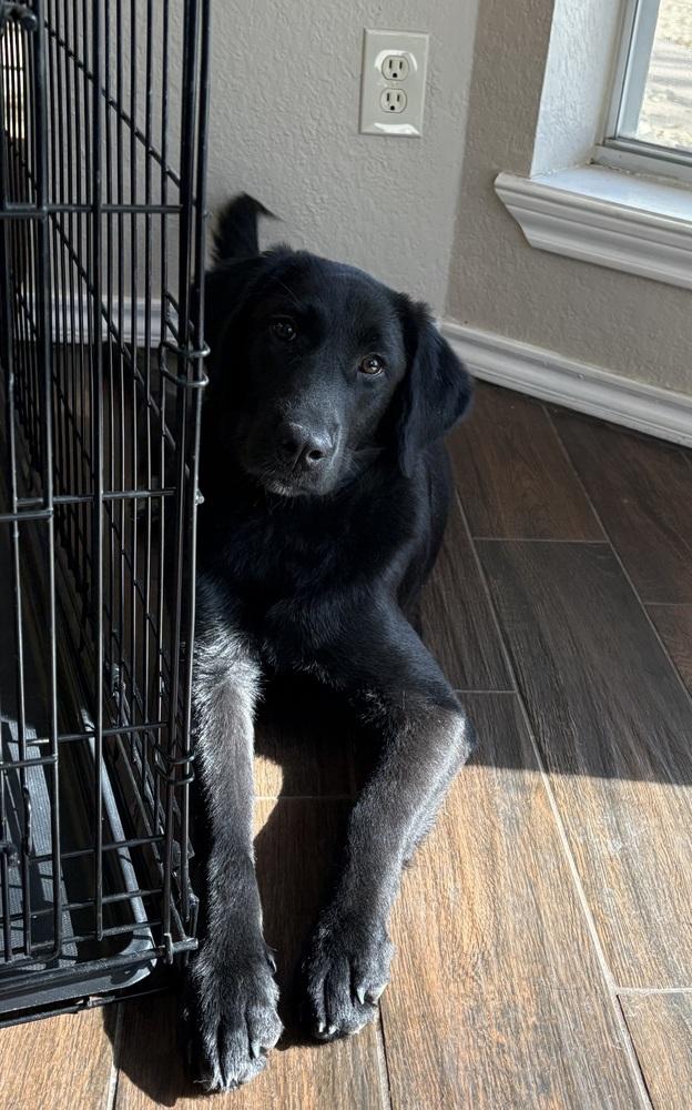 Aalto / June, a Adoptable mixed breed in Broomfield, CO image 2/6