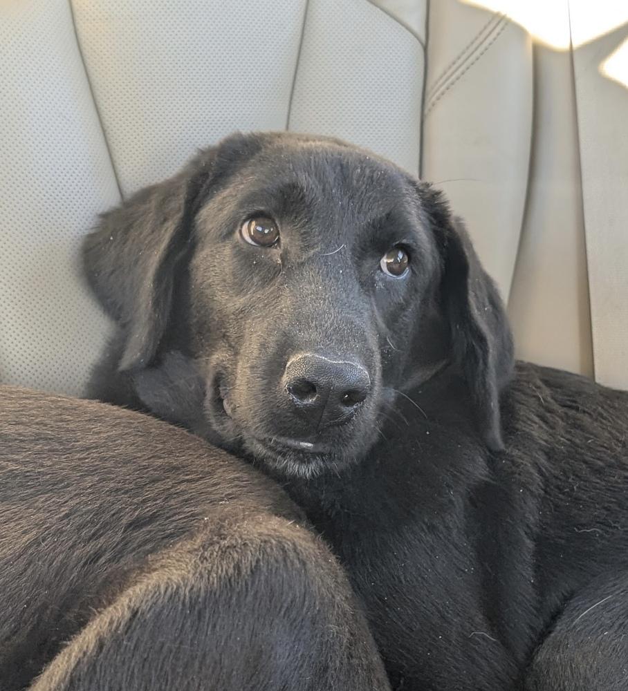 Aalto / June, a Adoptable mixed breed in Broomfield, CO image 3/6