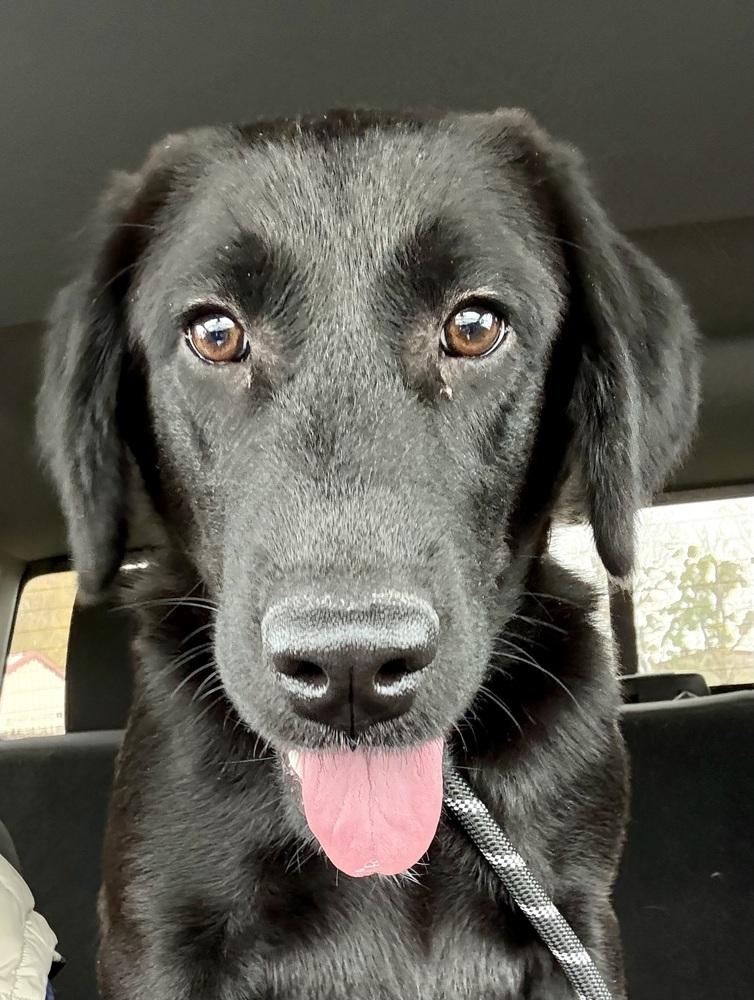 Aalto / June, a Adoptable mixed breed in Broomfield, CO image 4/6