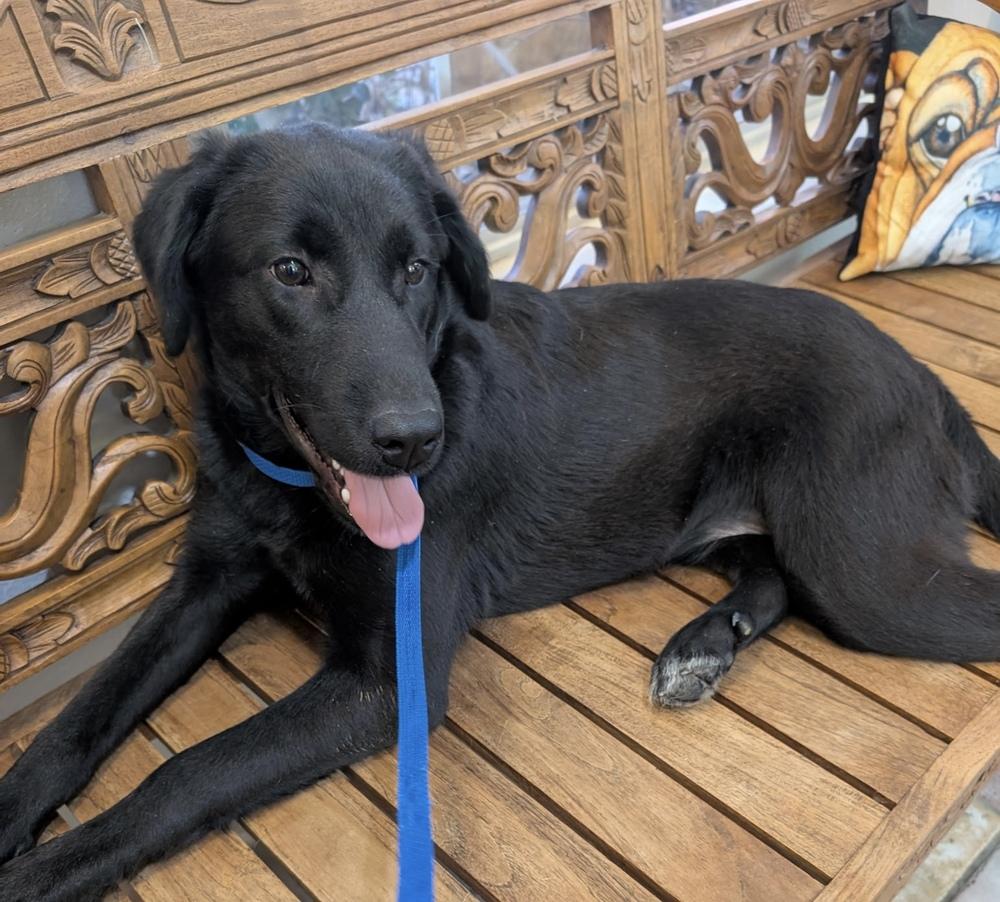 Aalto / June, a Adoptable mixed breed in Broomfield, CO image 5/6