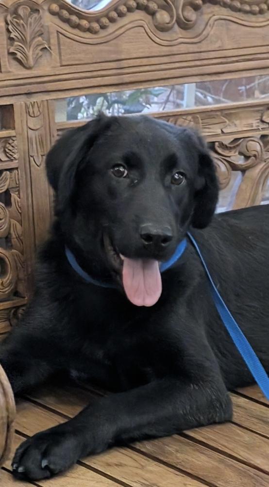 Aalto / June, a Adoptable mixed breed in Broomfield, CO image 6/6