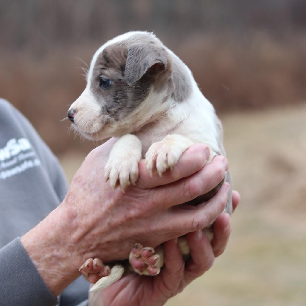 CT Denim avail Dec 27, a Adoptable mixed breed in Stormville, NY image 1/4