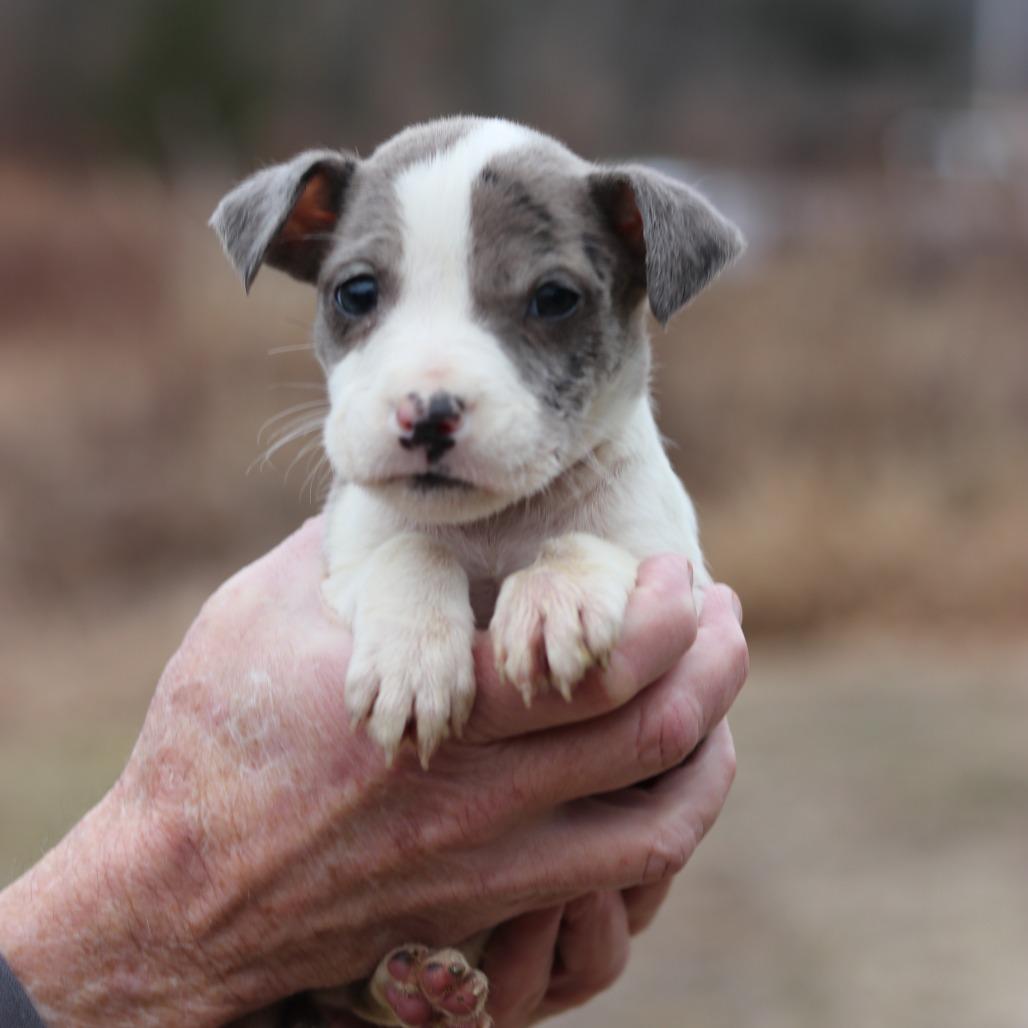 CT Denim avail Dec 27, a Adoptable mixed breed in Stormville, NY image 2/4