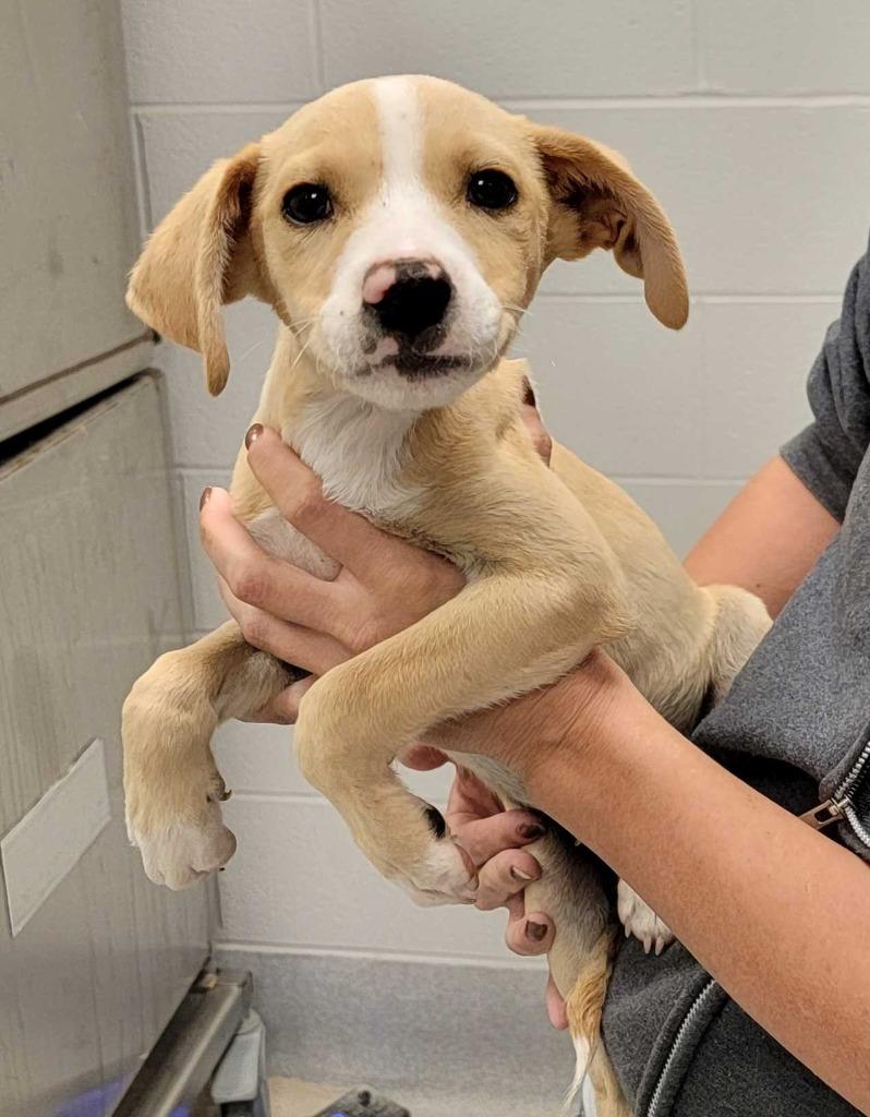 Nevada, Adoptable, Puppy Male Mixed Breed.
