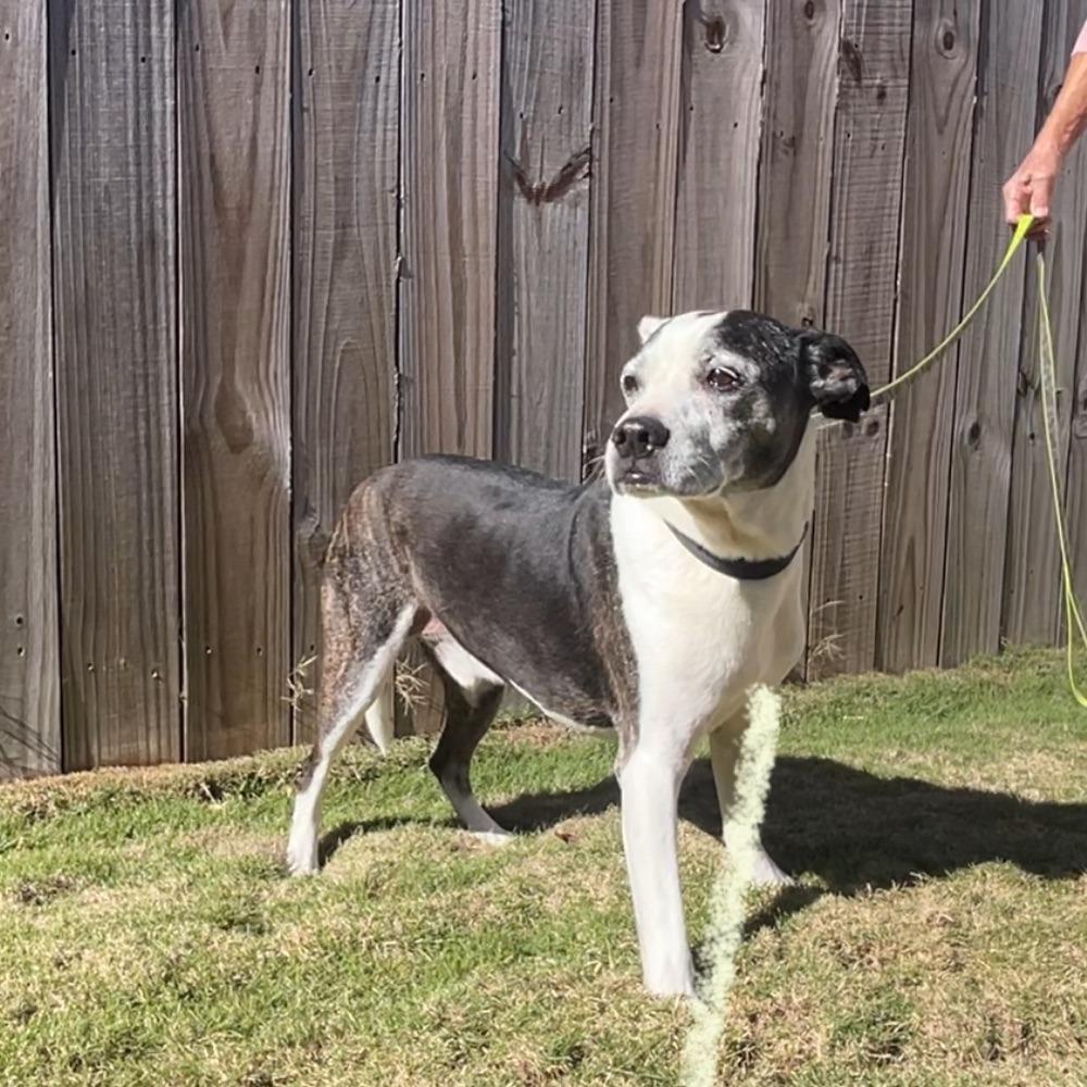 Gucci, Adoptable, Senior Male Terrier & Mixed Breed.