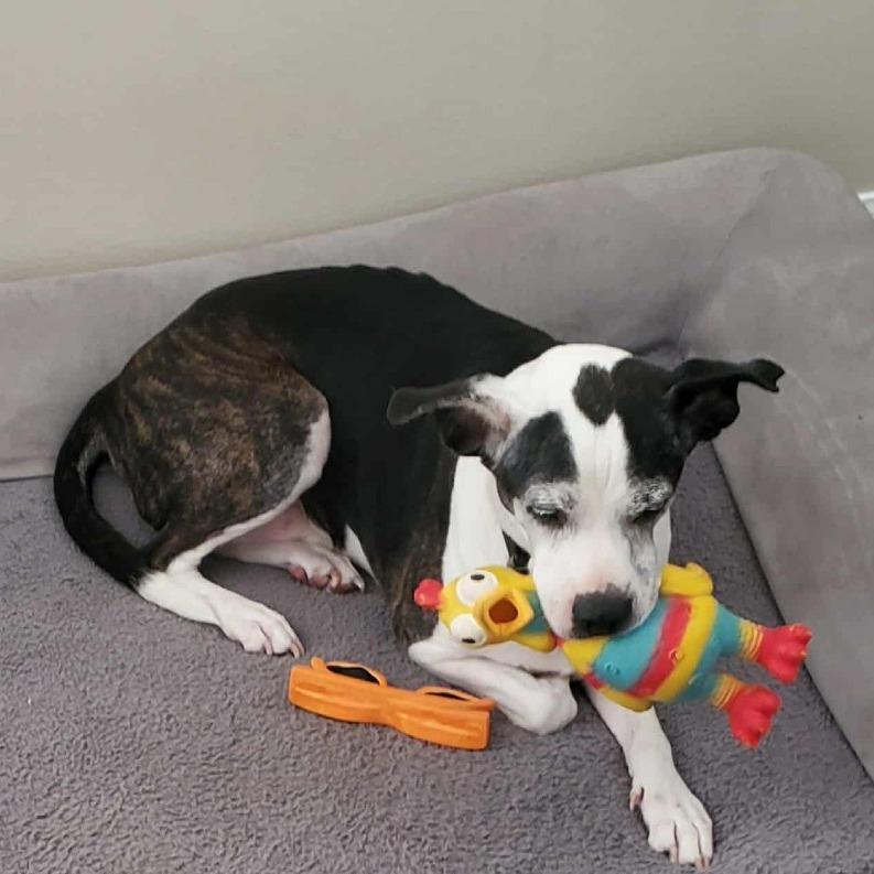 Gucci, a Adoptable mixed breed in Freeport, FL image 1/4