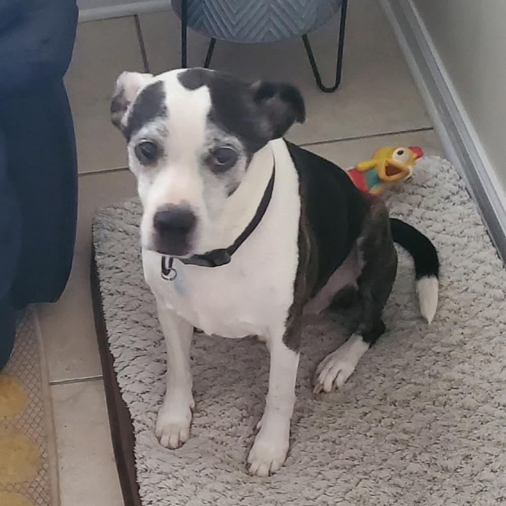 Gucci, a Adoptable mixed breed in Freeport, FL image 4/4