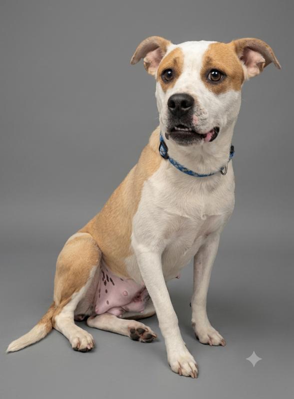 Athena, Adoptable, Young Female Pit Bull Terrier & Mixed Breed.