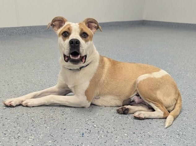 Athena, a Adoptable mixed breed in Yankton, SD image 2/4