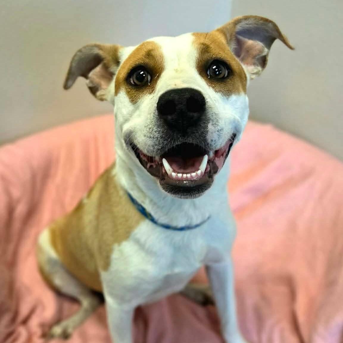 Athena, a Adoptable mixed breed in Yankton, SD image 3/4
