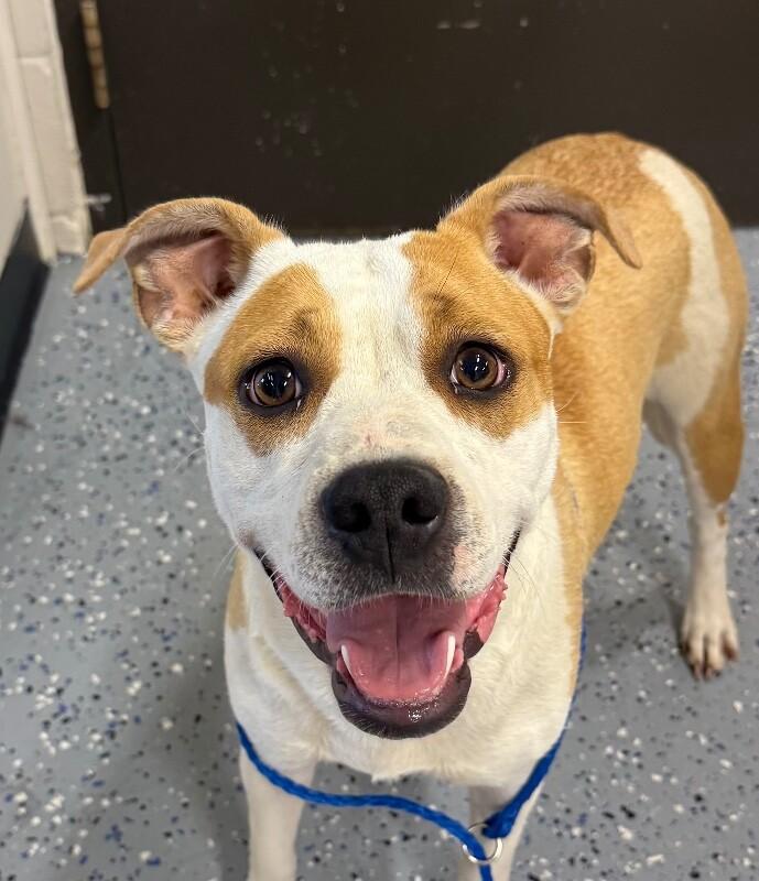 Athena, a Adoptable mixed breed in Yankton, SD image 4/4
