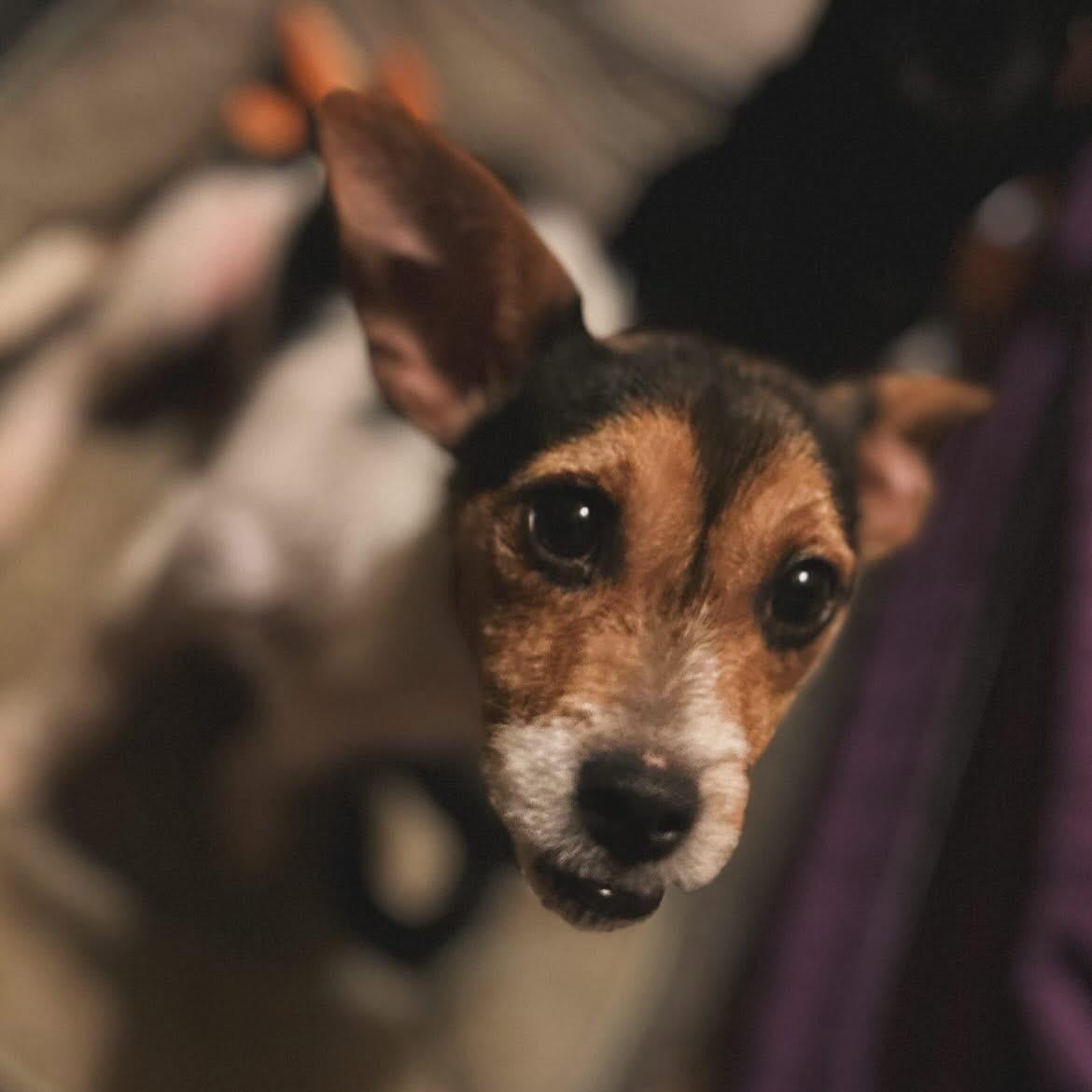 P-Nut, ADOPTABLE, Puppy Male Jack Russell Terrier.