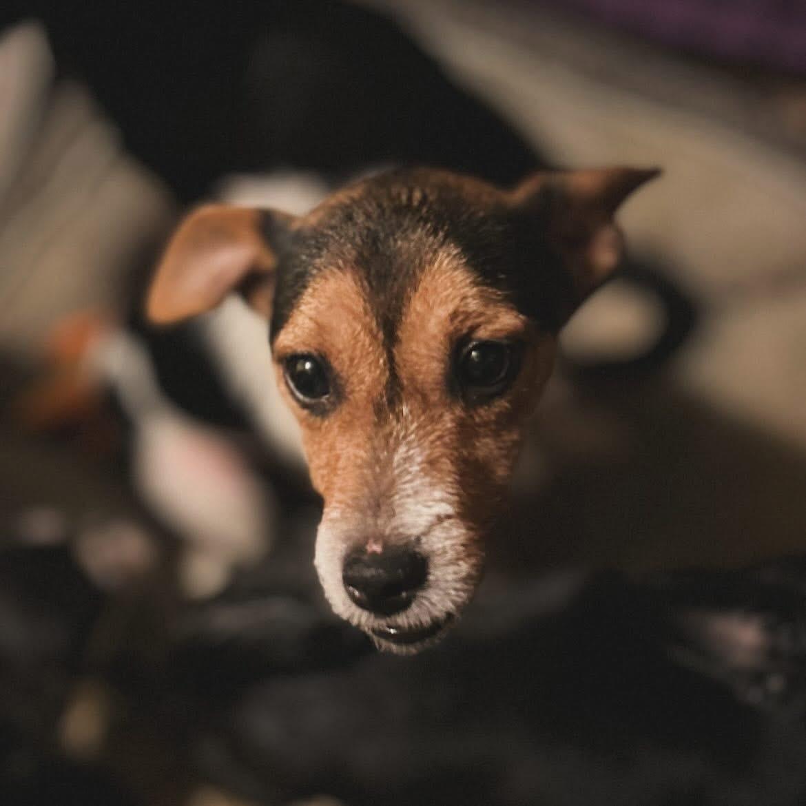 P-Nut, a ADOPTABLE mixed breed in West Falls, NY image 2/3