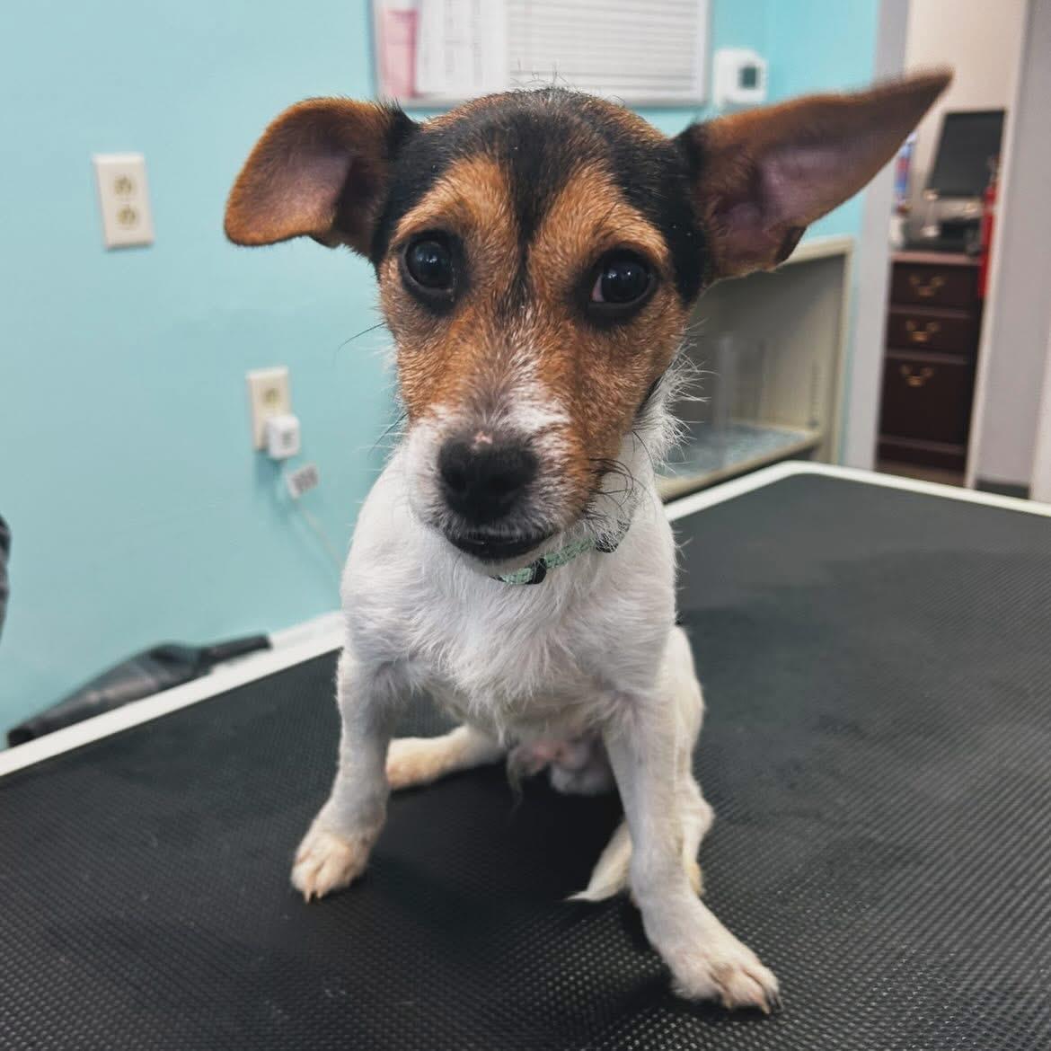 P-Nut, a ADOPTABLE mixed breed in West Falls, NY image 3/3