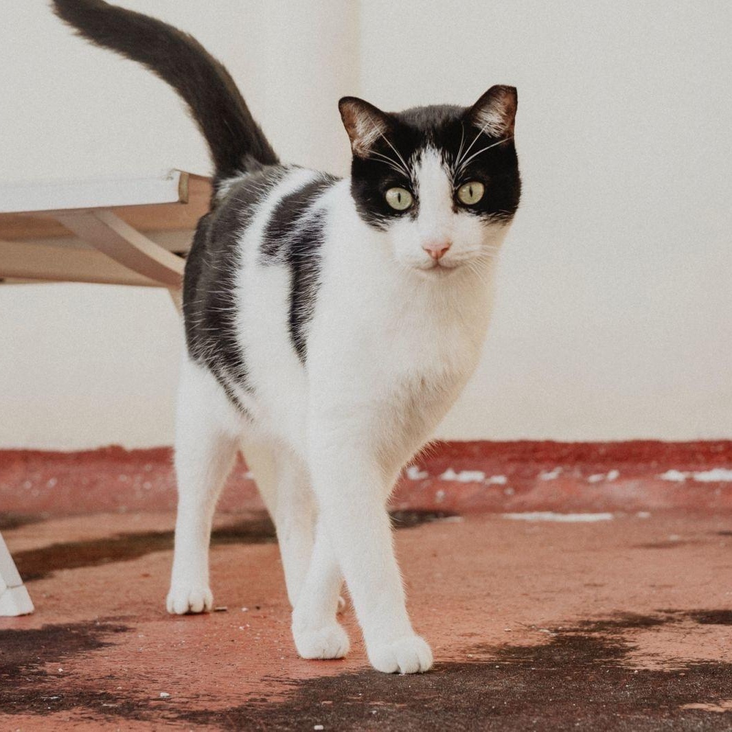 Nora, a ADOPTABLE mixed breed in New York, NY image 5/5