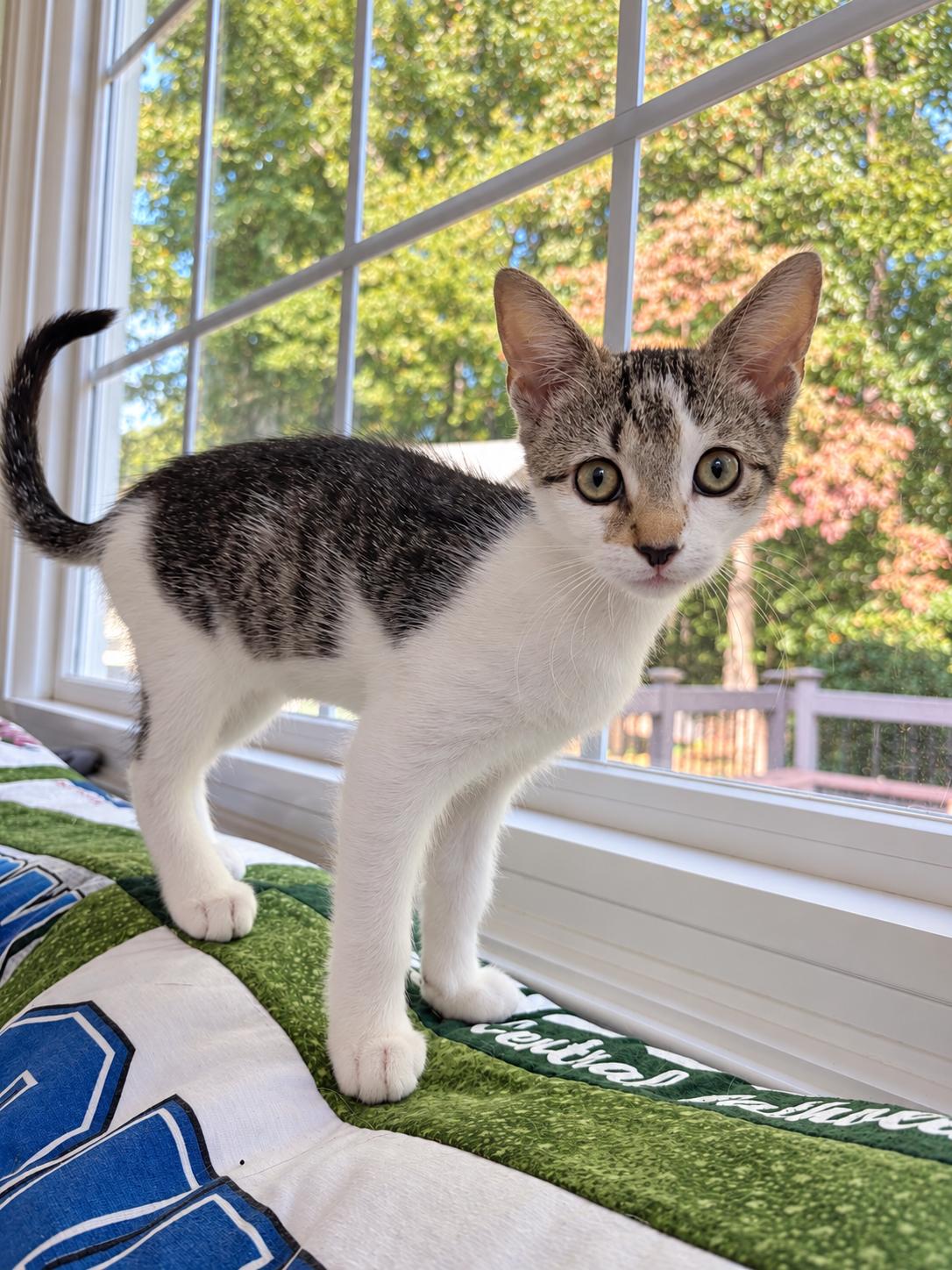 Enlarge Fifa & Sweeper-Purrfect Family Kittens, a Adoptable Tabby in Laurel, MD image 5/5