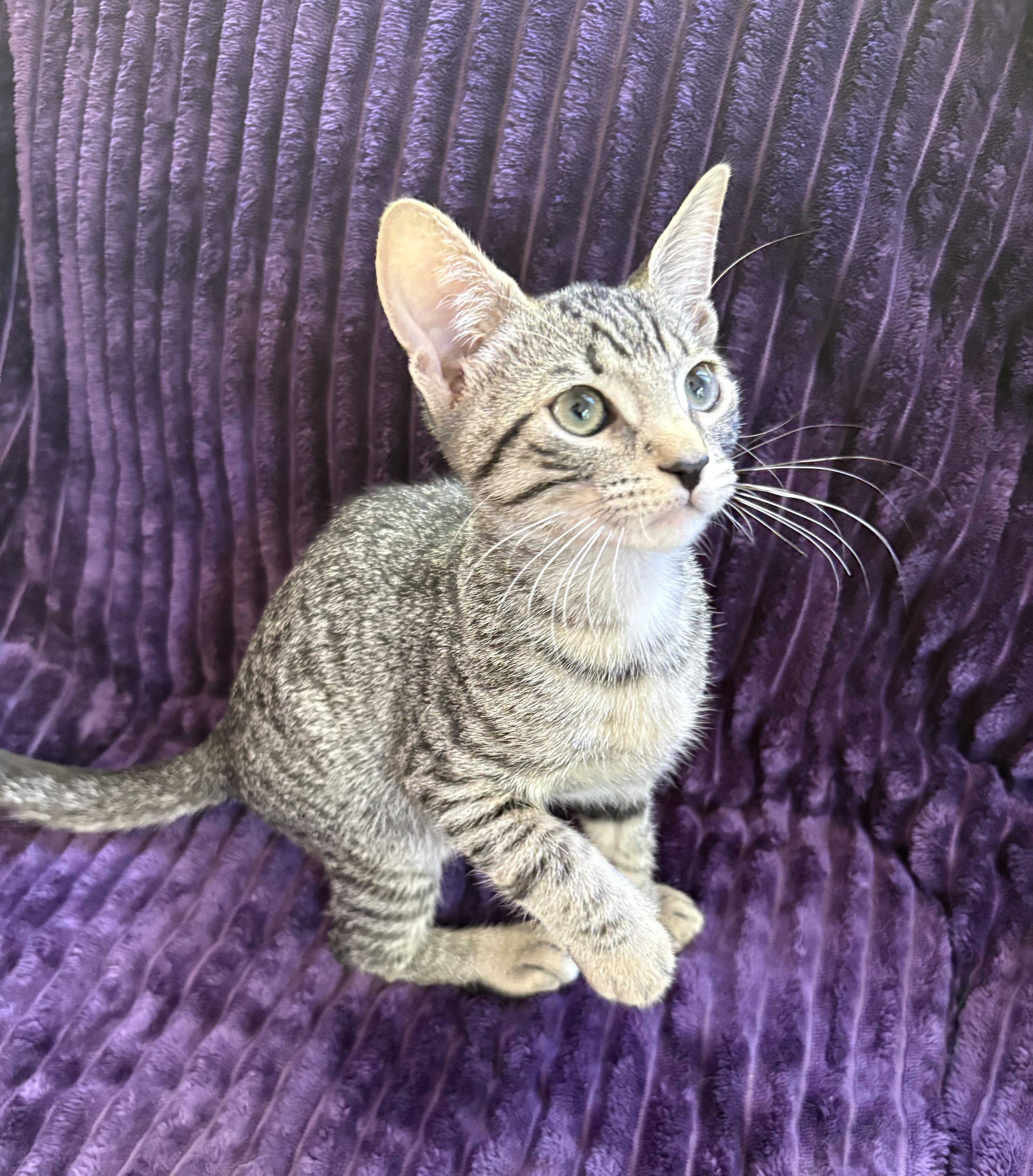 Enlarge Fifa & Sweeper-Purrfect Family Kittens, a Adoptable Tabby in Laurel, MD image 4/5