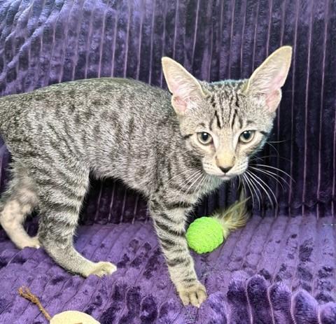 Enlarge Fifa & Sweeper-Purrfect Family Kittens, a Adoptable Tabby in Laurel, MD image 2/5