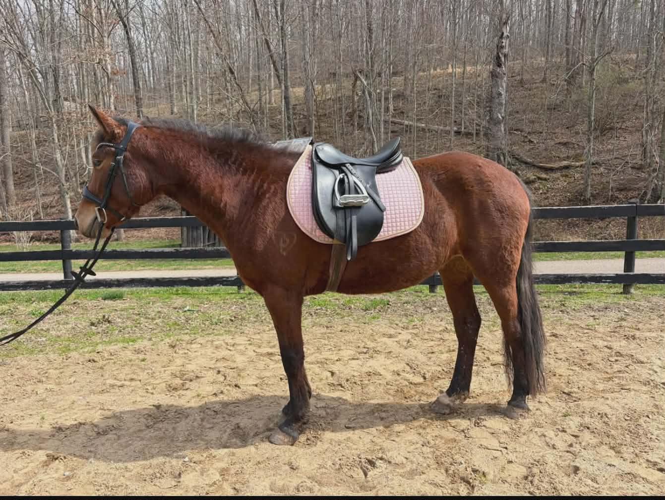Dawn, Adoptable, Young Female Quarterhorse.