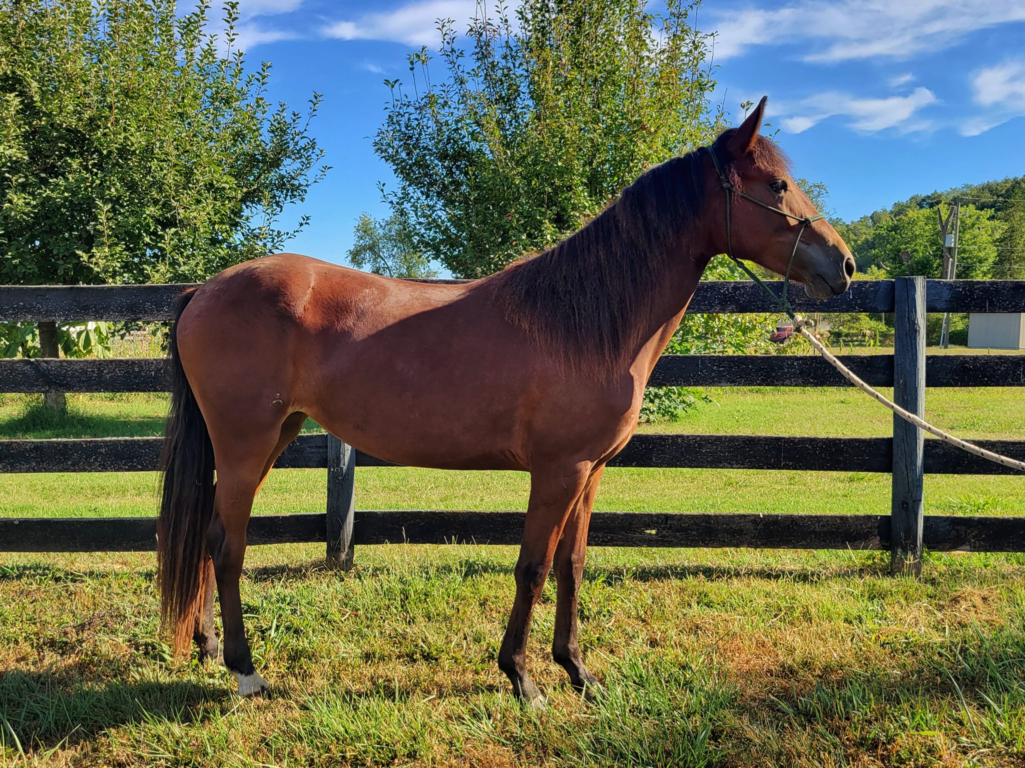 Enlarge Dawn, a Adoptable Quarterhorse in Huntington, WV image 5/5