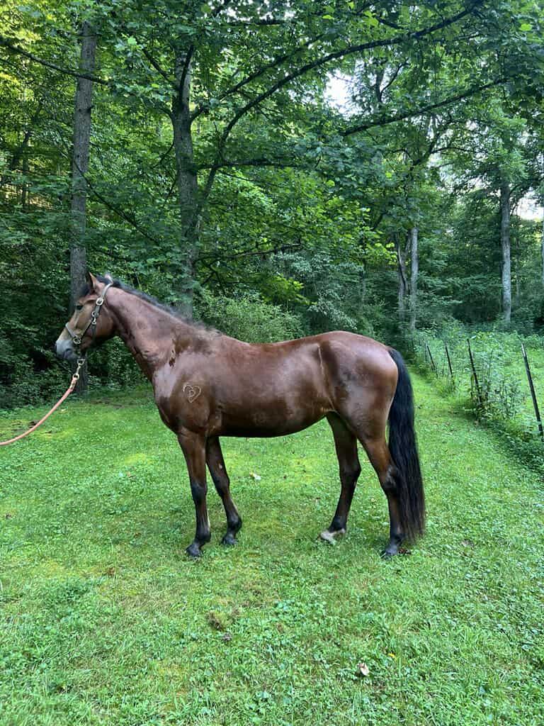 Enlarge Dawn, a Adoptable Quarterhorse in Huntington, WV image 1/5