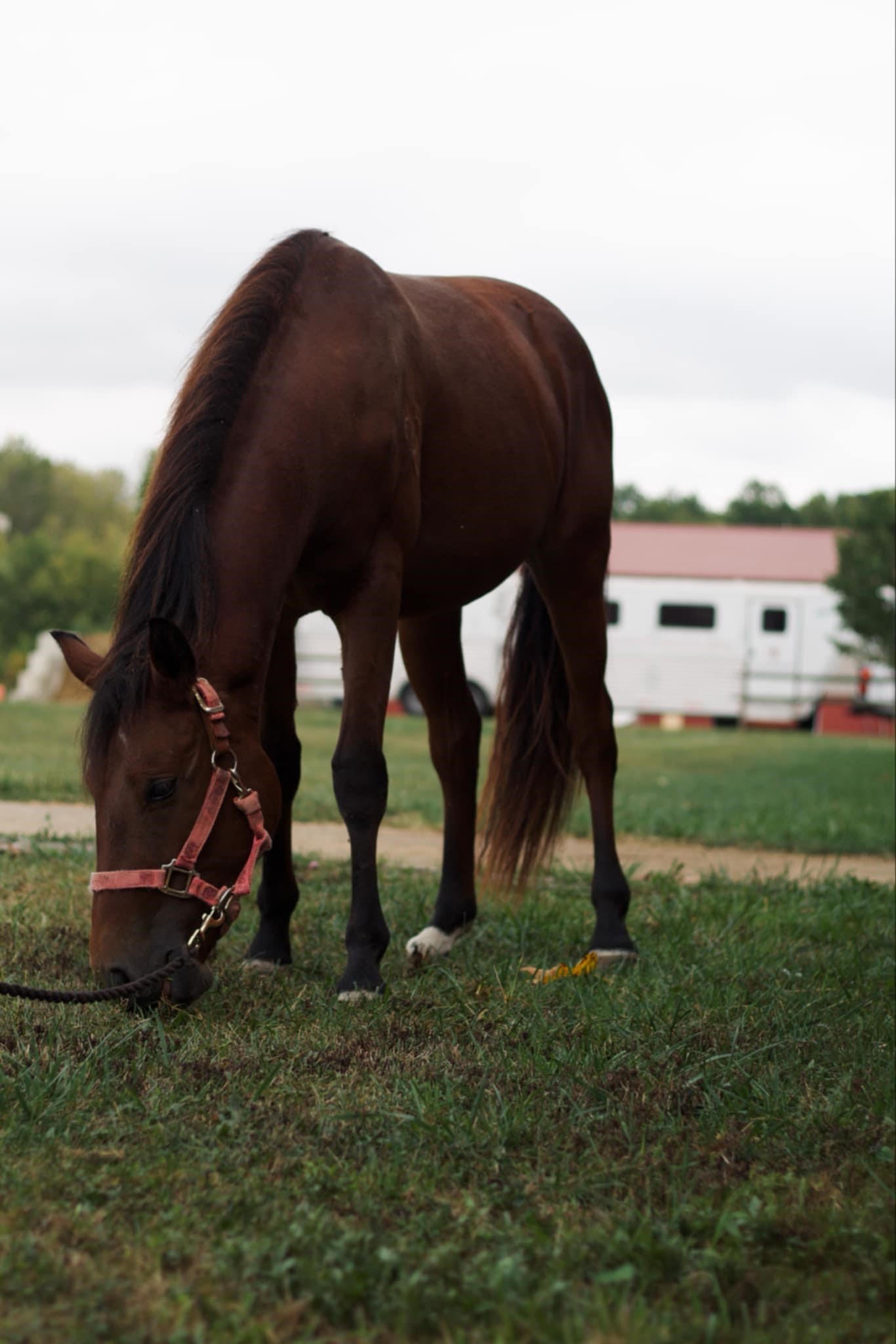 Enlarge Dawn, a Adoptable Quarterhorse in Huntington, WV image 3/5