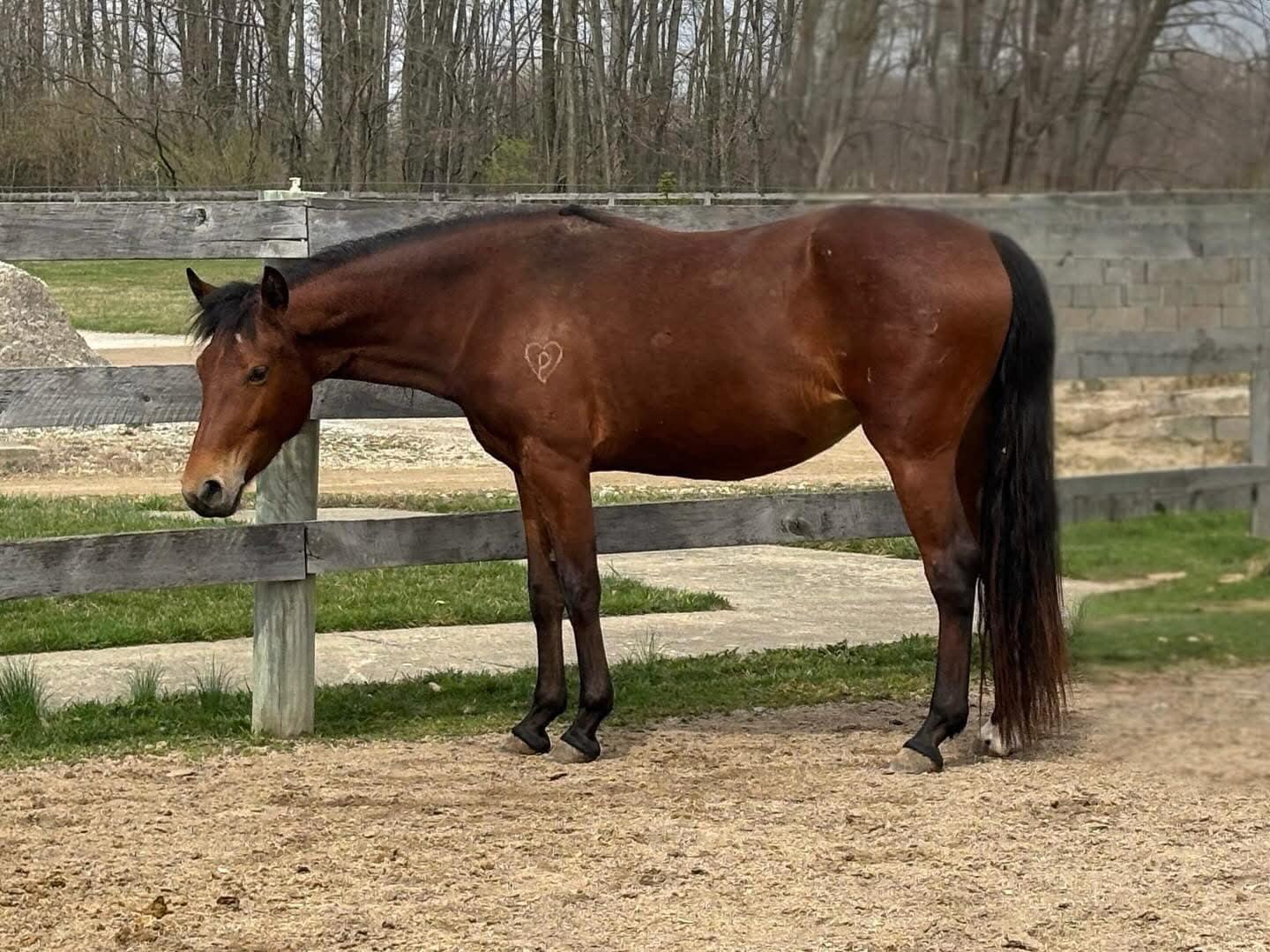 Enlarge Dawn, a Adoptable Quarterhorse in Huntington, WV image 2/5