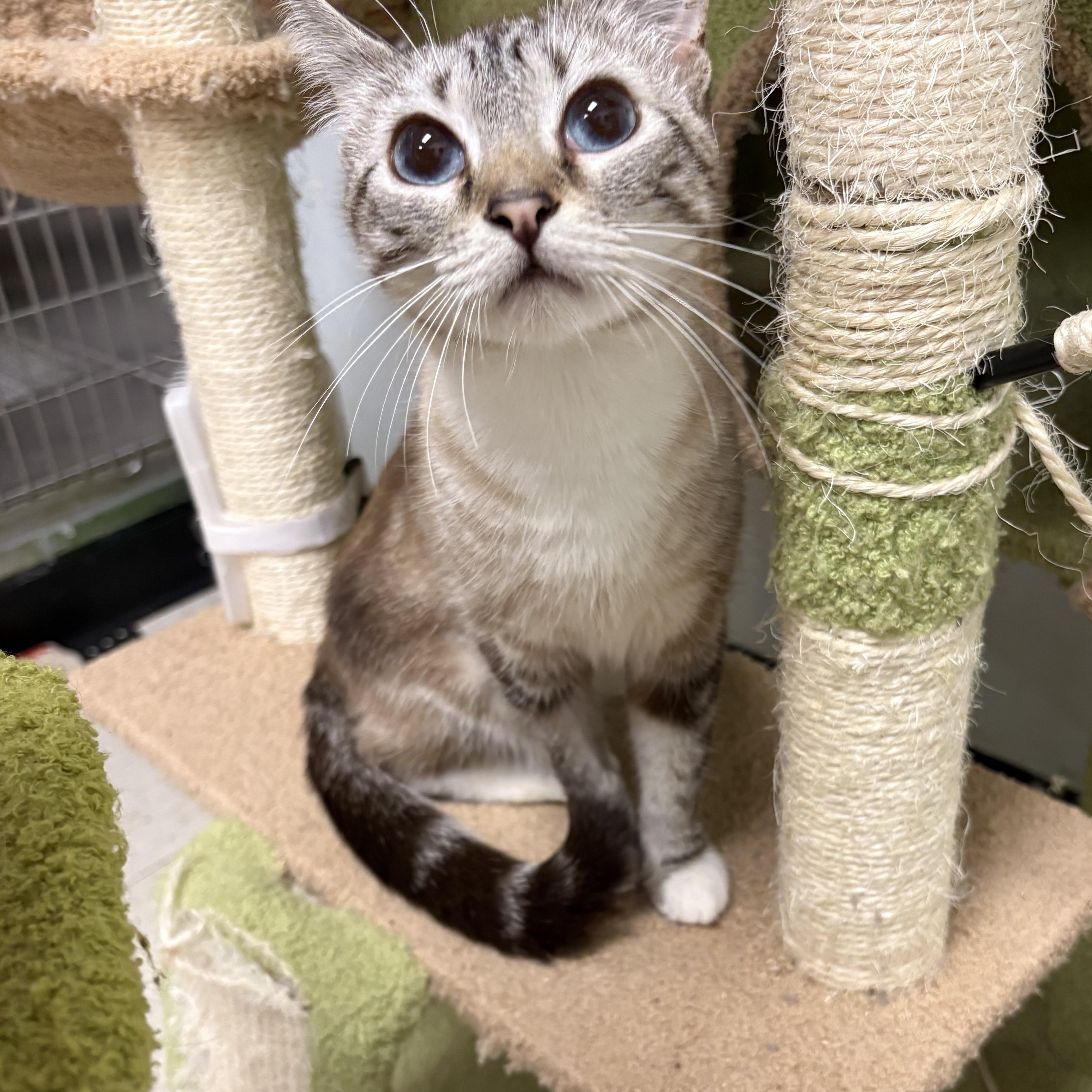 Enlarge Snowball, a ADOPTABLE Siamese in Wayne , NJ image 2/3