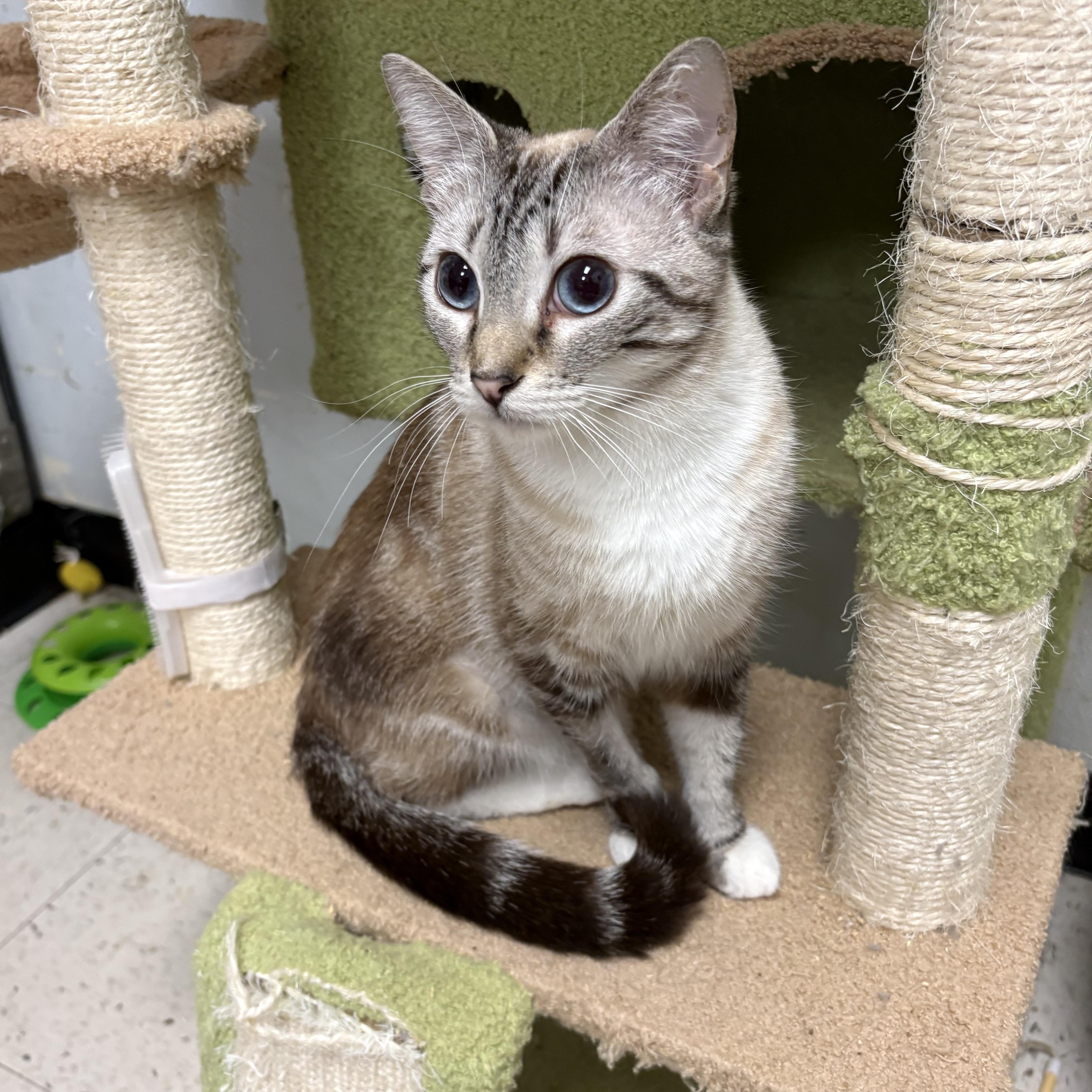 Enlarge Snowball, a ADOPTABLE Siamese in Wayne , NJ image 3/3