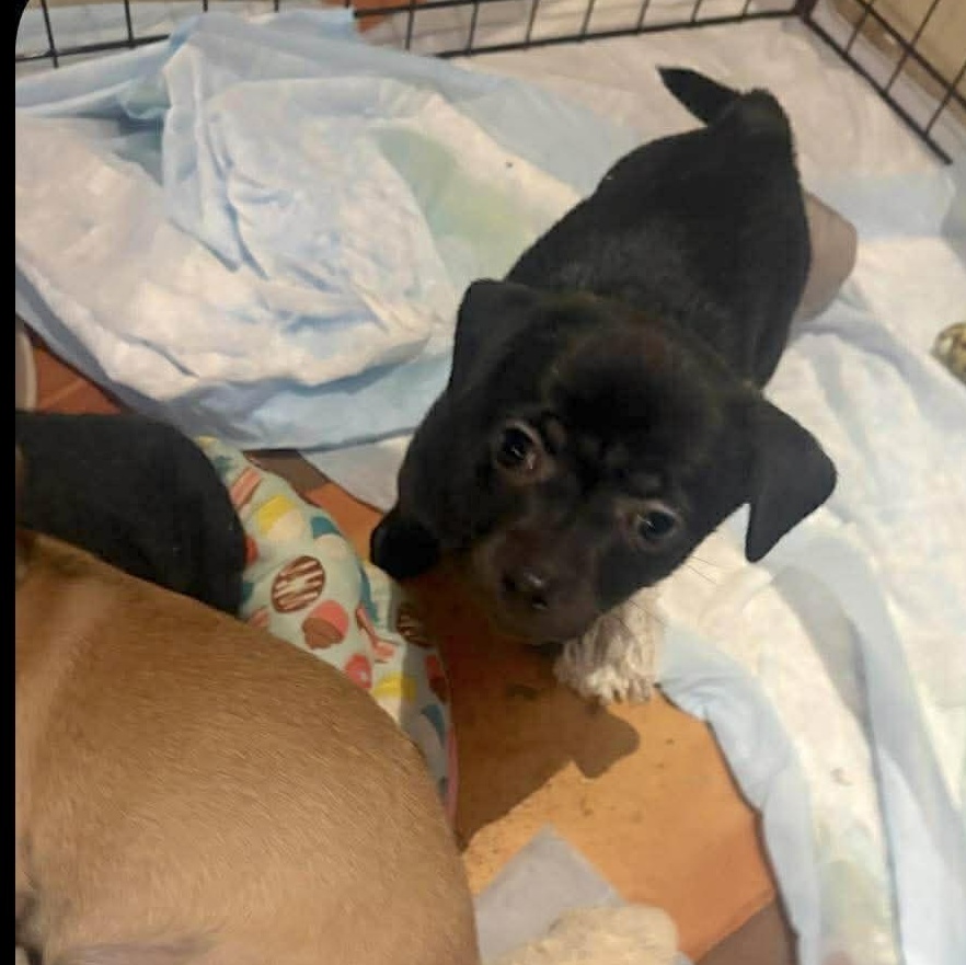 Gizmo, a Adoptable mixed breed in New Haven, CT image 5/6