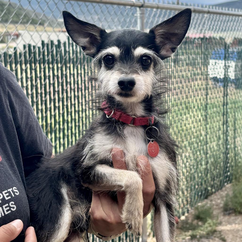 Abbot, Adoptable, Senior Male Chihuahua & Mixed Breed.