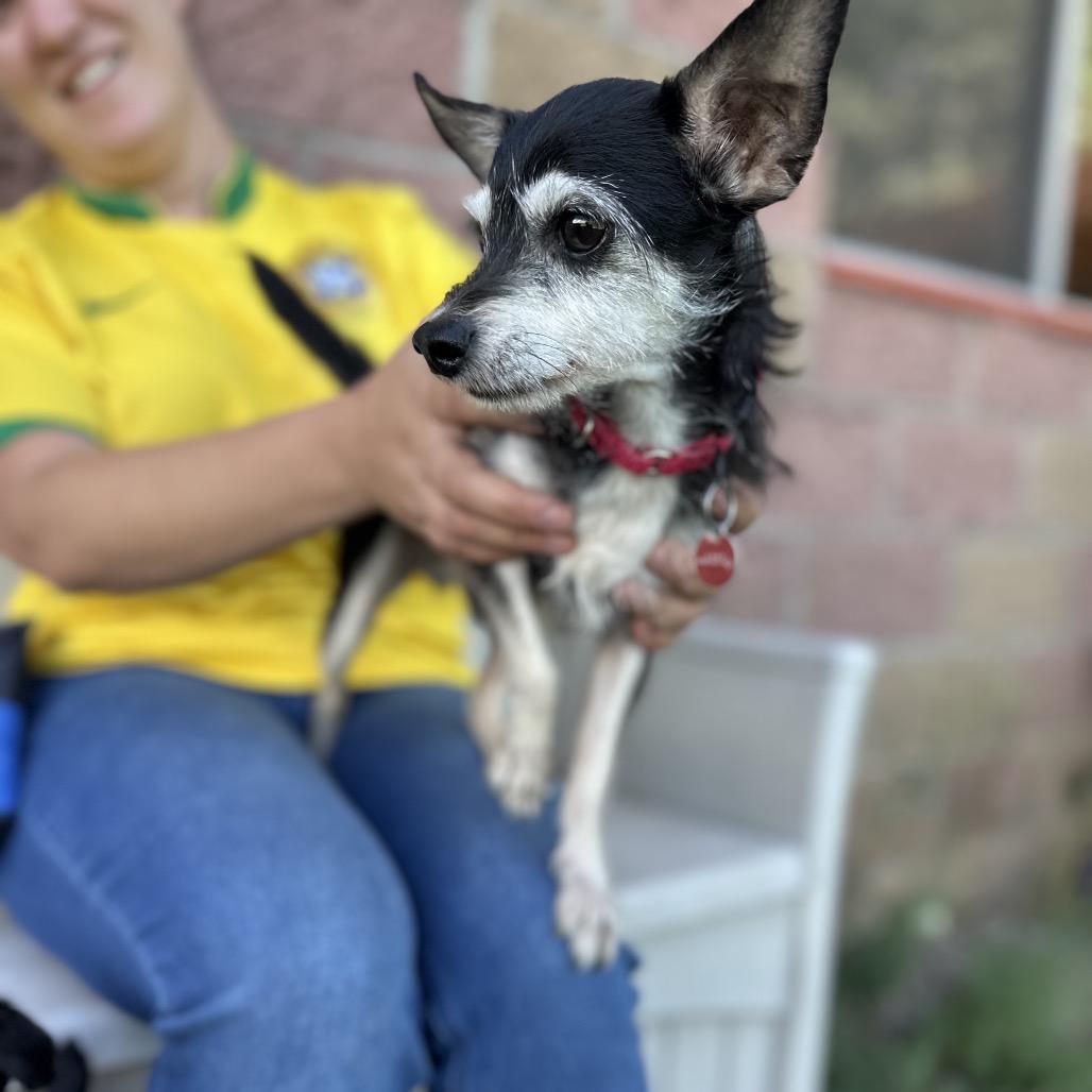 Abbot, a Adoptable mixed breed in Glenwood Springs, CO image 2/5