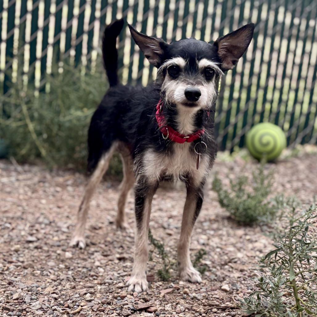 Abbot, a Adoptable mixed breed in Glenwood Springs, CO image 4/5