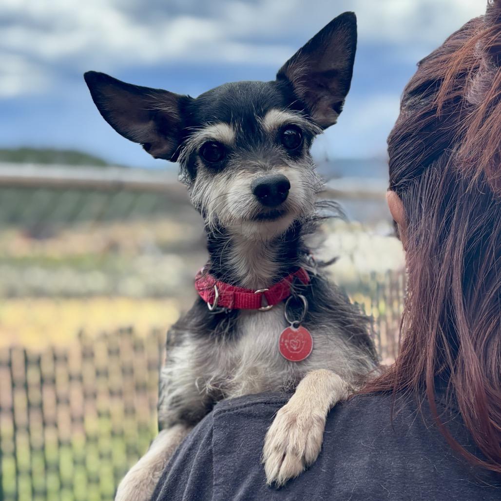 Abbot, a Adoptable mixed breed in Glenwood Springs, CO image 5/5