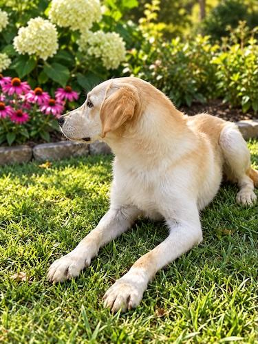 Enlarge Walter 7, a Adoptable Yellow Labrador Retriever in Killingworth, CT image 2/3