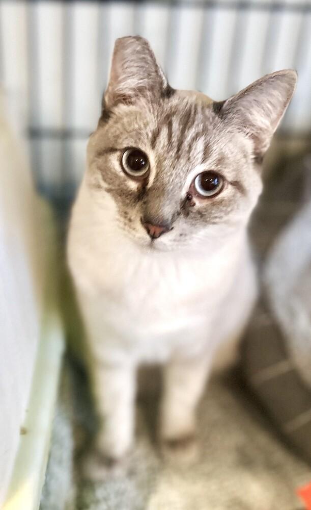 Celeste, Adoptable, Kitten Female Siamese.