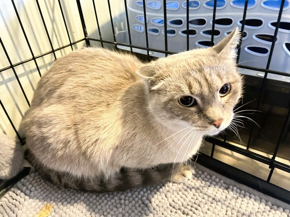 Enlarge Celeste, a Adoptable mixed breed in Mooresville, NC image 2/4