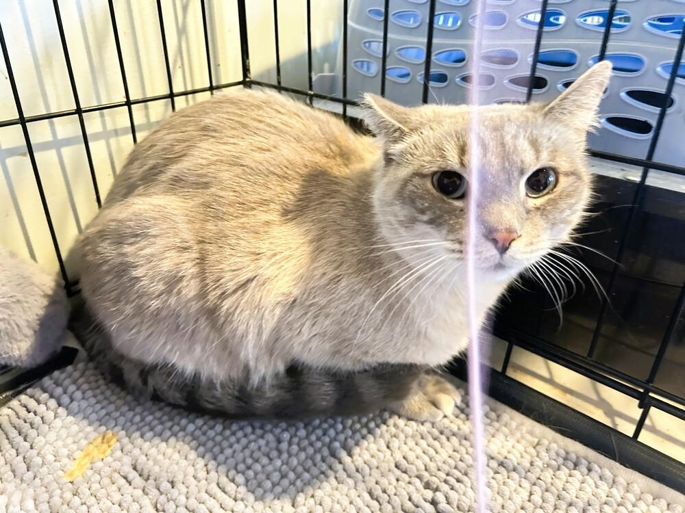 Enlarge Celeste, a Adoptable mixed breed in Mooresville, NC image 3/4