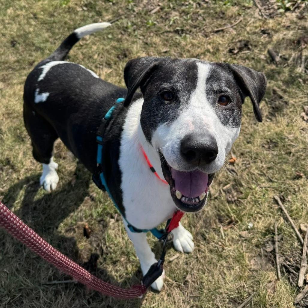 Dakota, Adoptable, Senior Male Mixed Breed.