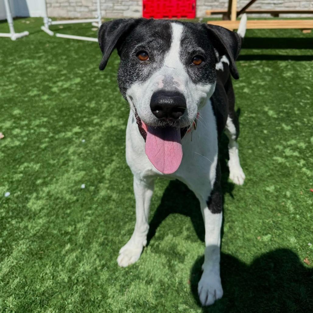 Enlarge Dakota, a Adoptable Mixed Breed in Naperville, IL image 2/6