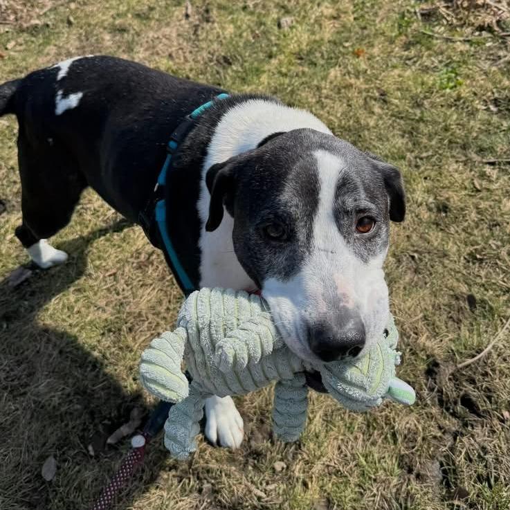 Enlarge Dakota, a Adoptable Mixed Breed in Naperville, IL image 3/6