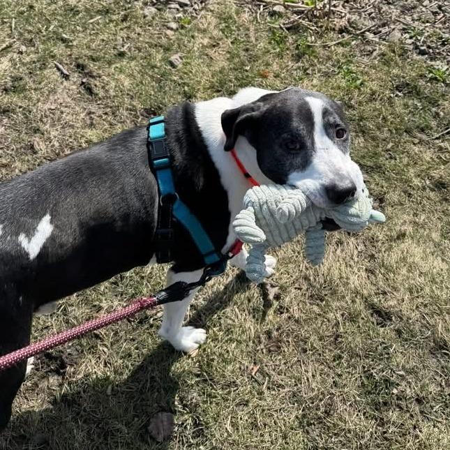 Enlarge Dakota, a Adoptable Mixed Breed in Naperville, IL image 4/6