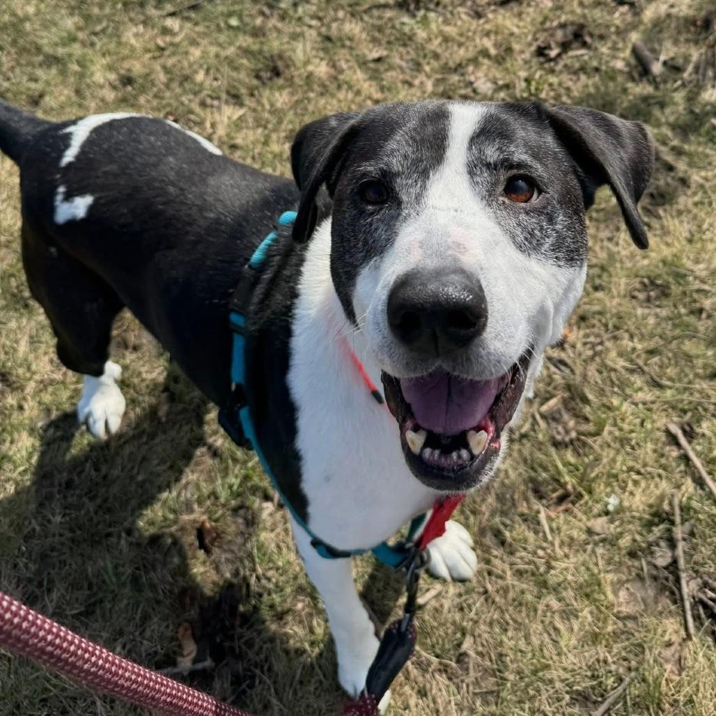 Enlarge Dakota, a Adoptable Mixed Breed in Naperville, IL image 5/6
