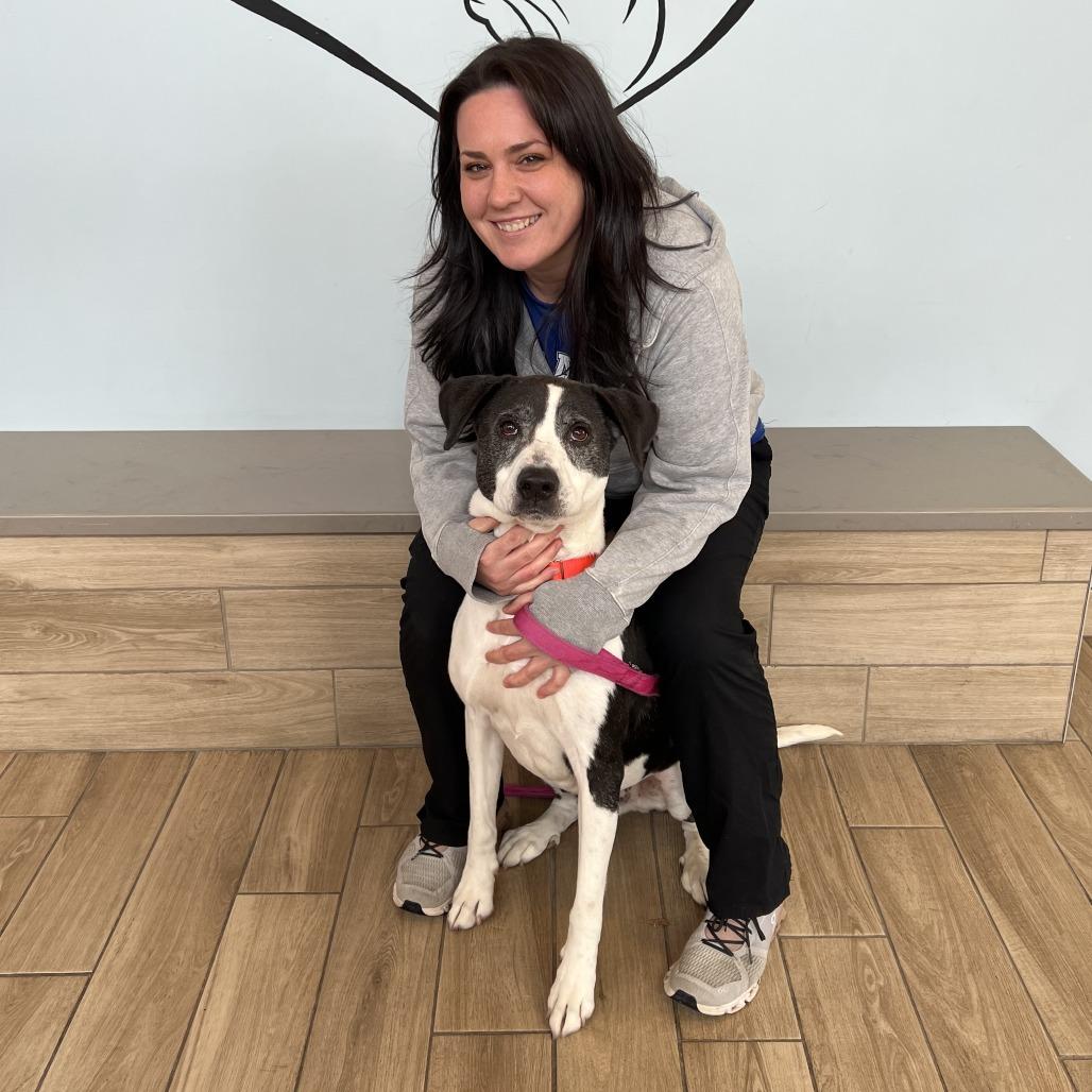 Enlarge Dakota, a Adoptable Mixed Breed in Naperville, IL image 6/6